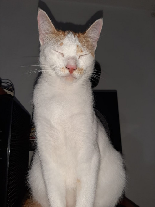 Pelinsu