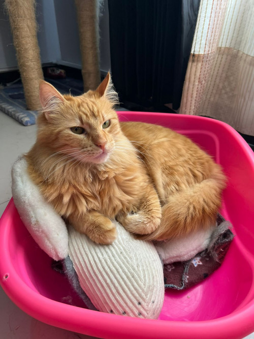 Simba