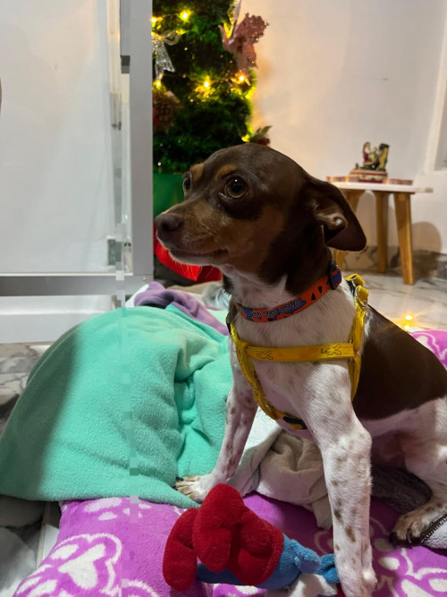 Tino Y Milo