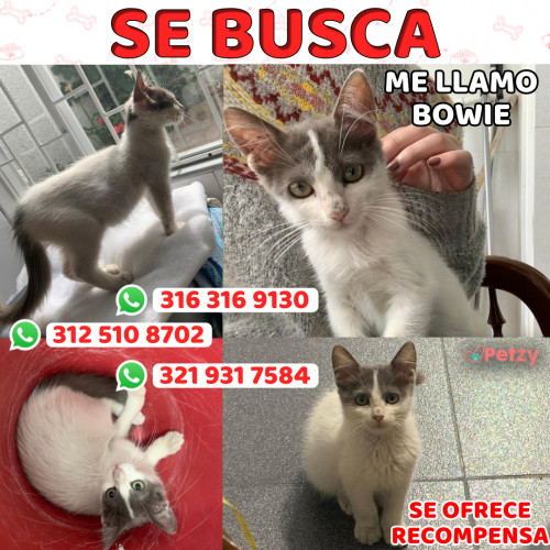 Foto de mascota Bowie