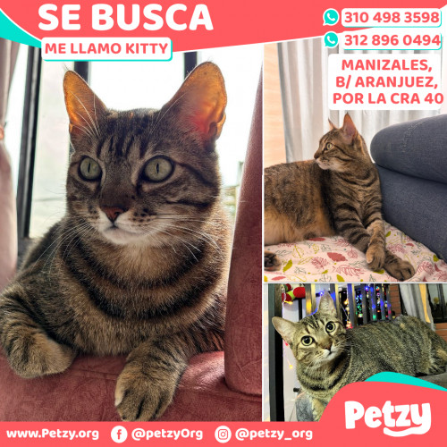 Foto de mascota Kitty