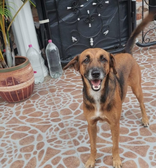 Layka