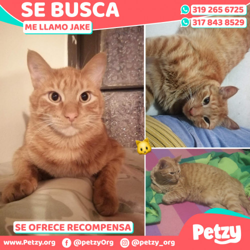 Foto de mascota Jake