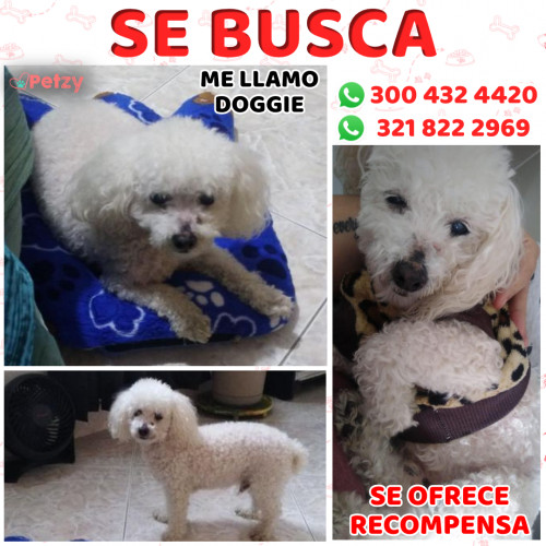 Foto de mascota Doggie O Cielo