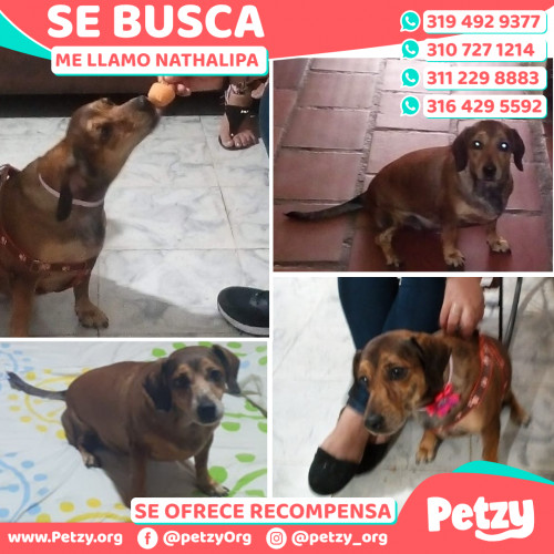 Foto de mascota Nathalipa 