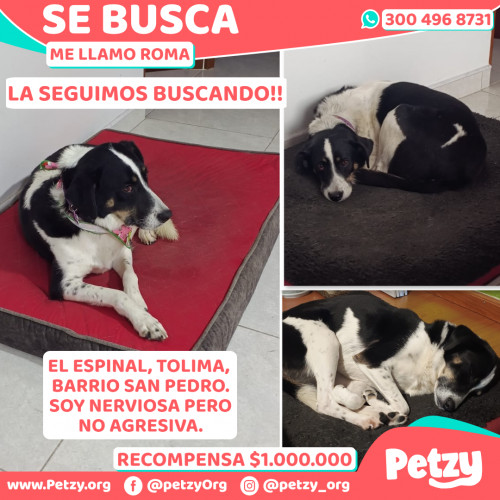 Foto de mascota Roma