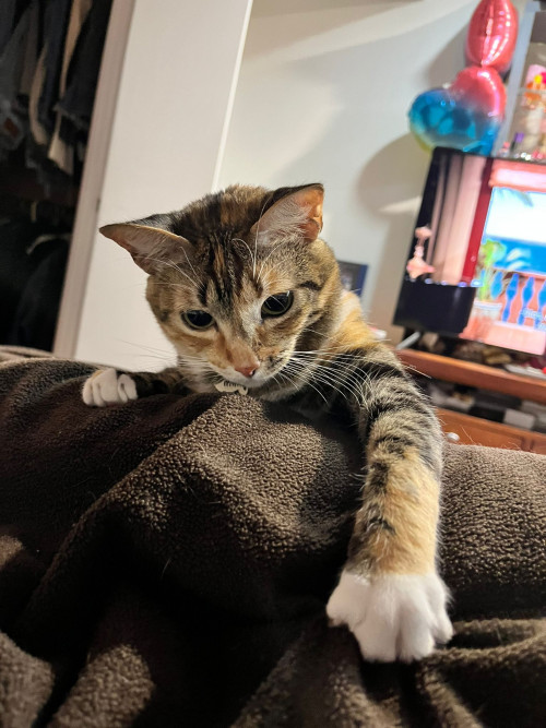 Lola