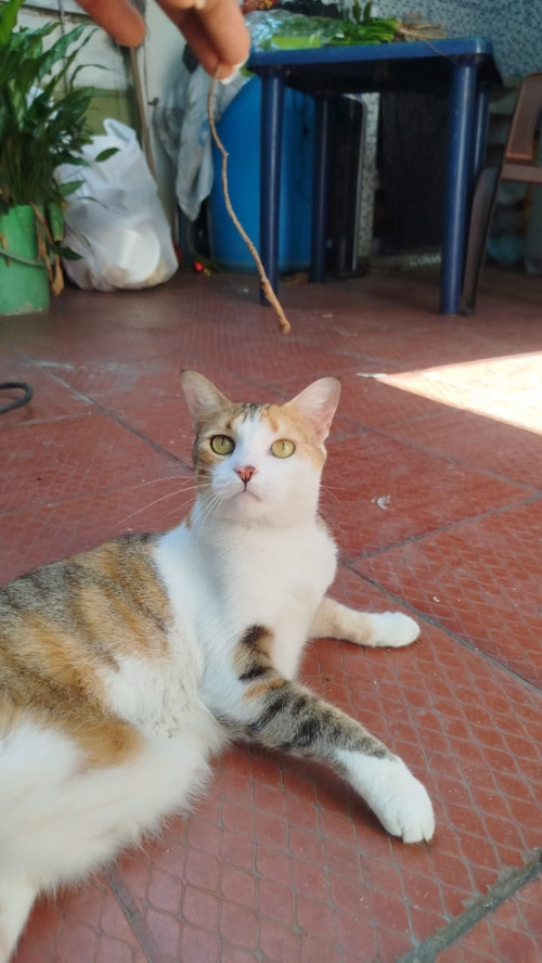 Cirila