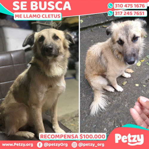 Foto de mascota Cletus