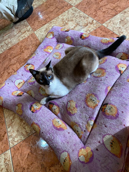 Kitty