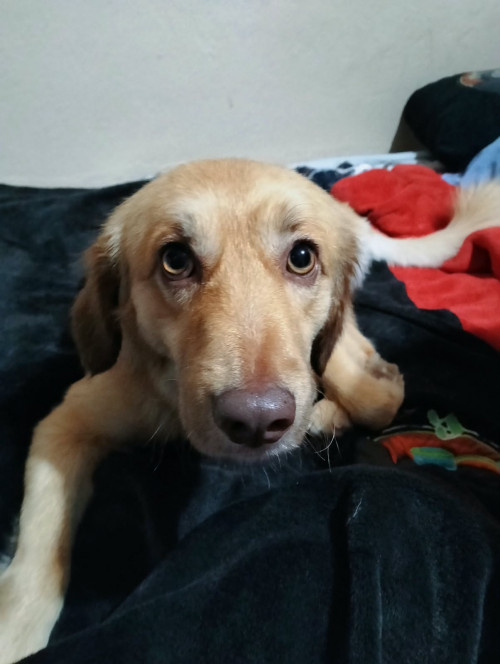 Milo