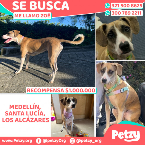 Foto de mascota Zoé