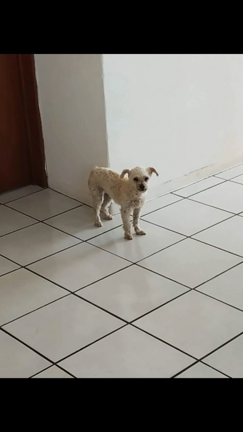 Pita
