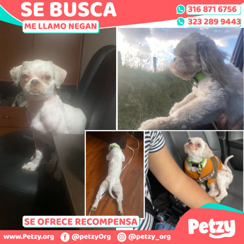 Foto de mascota Negan