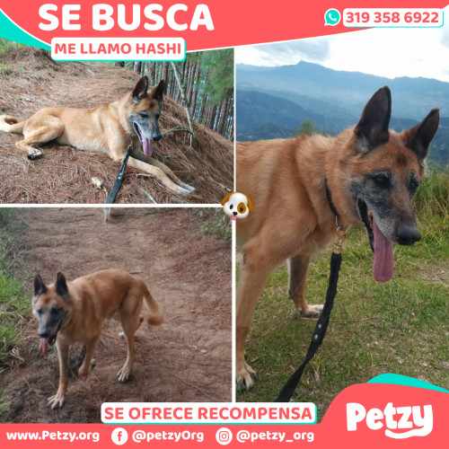 Foto de mascota Hashi