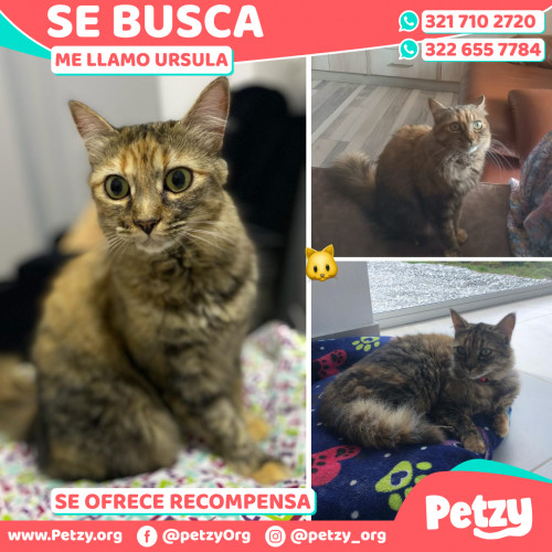 Foto de mascota Ursula