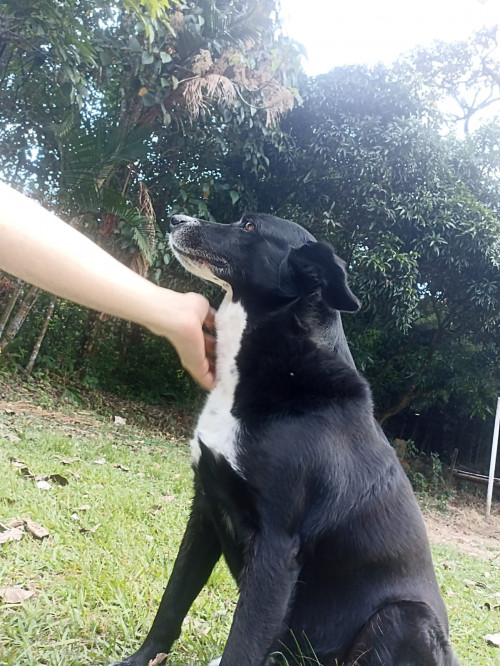 Azabache