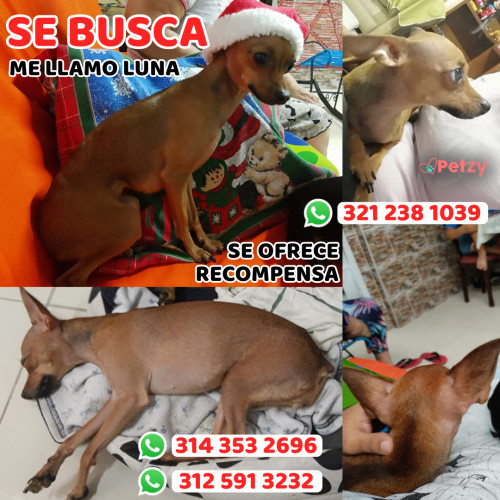 Foto de mascota Luna