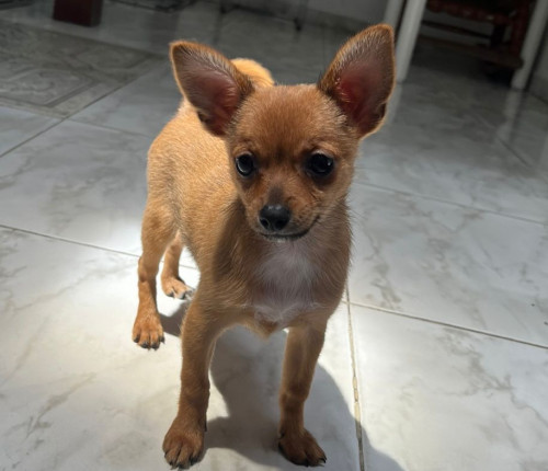 Niña