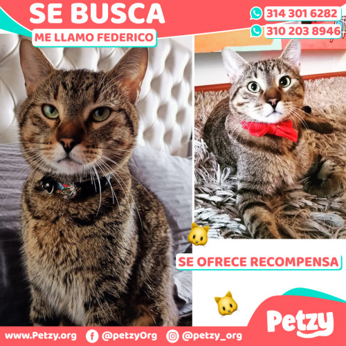 Foto de mascota Federico