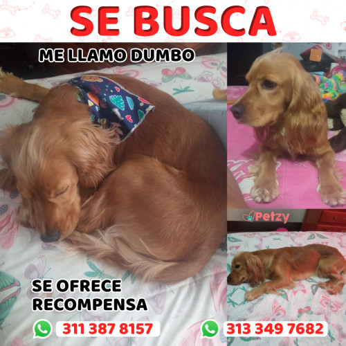 Foto de mascota Dumbo