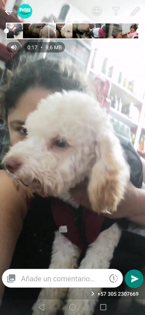 Toby