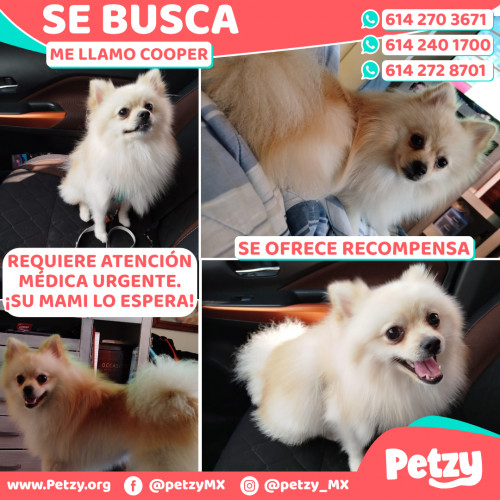 Foto de mascota Cooper