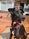Foto de Nala en  Bogotá #6
