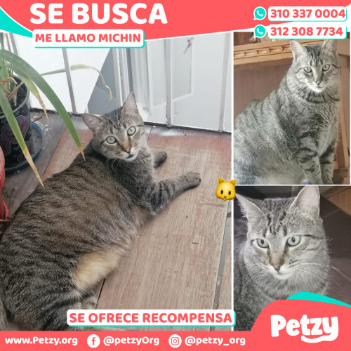 Foto de mascota Michin