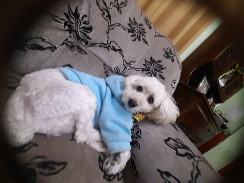 Toby