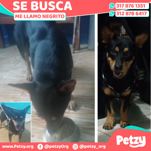 Banner de Negrito