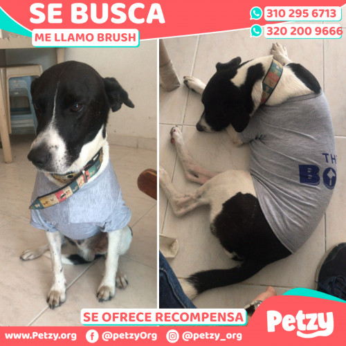 Foto de mascota Brush