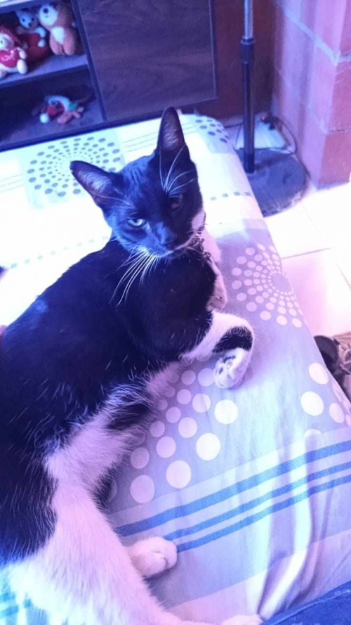 Chimuelo