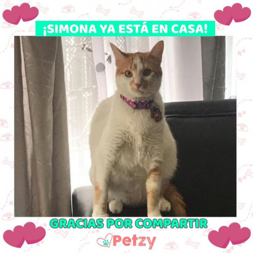 Foto de mascota Simona