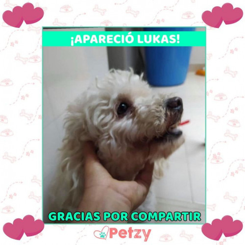 Foto de mascota Lukas 