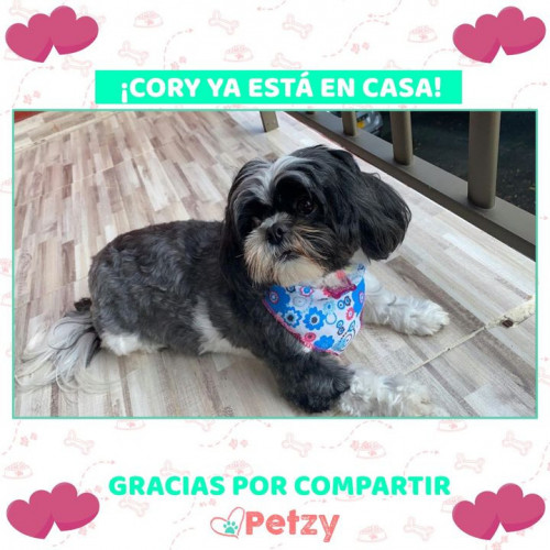 Foto de mascota Cory