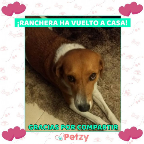 Foto de mascota Ranchera