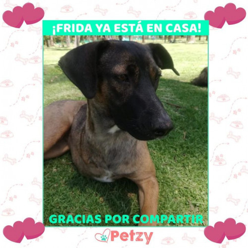 Foto de mascota Frida