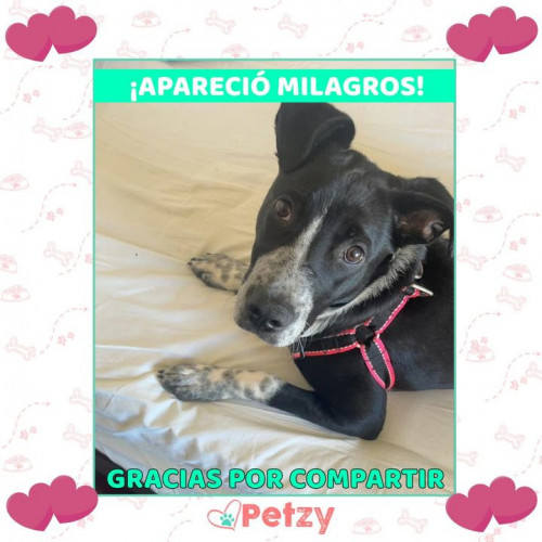 Foto de mascota Milagros