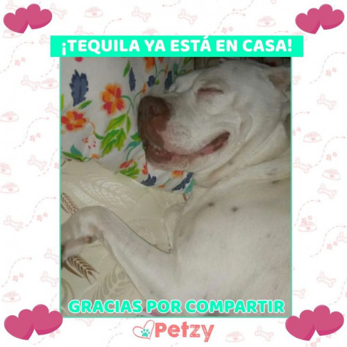 Foto de mascota Tequila