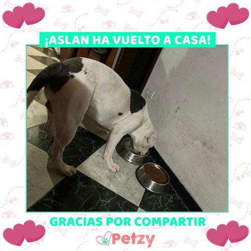 Foto de mascota Aslan