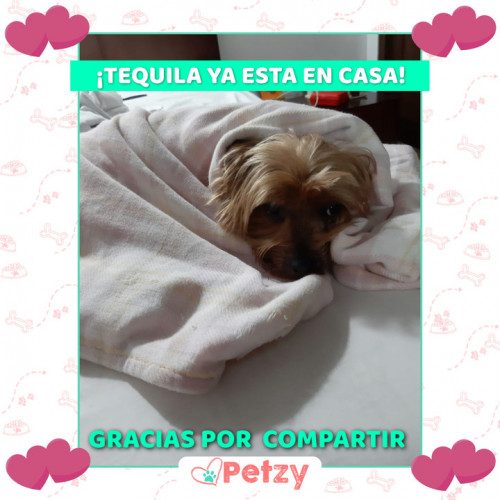 Foto de mascota Tequila