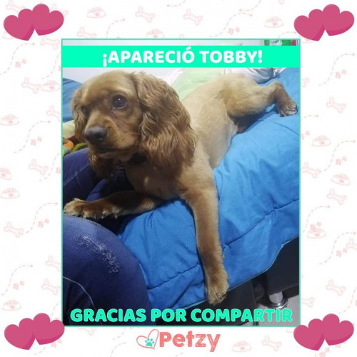 Foto de mascota Tobby