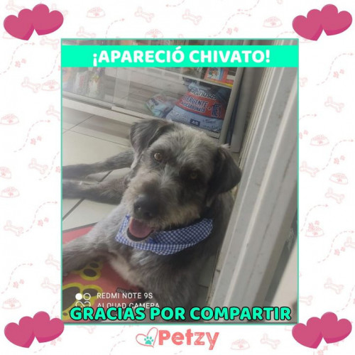 Foto de mascota Chivato 