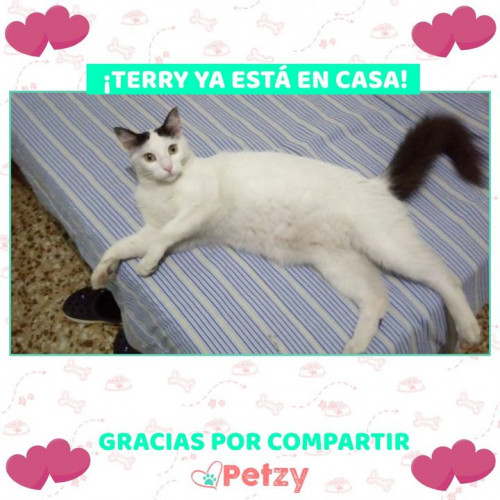 Foto de mascota Terry