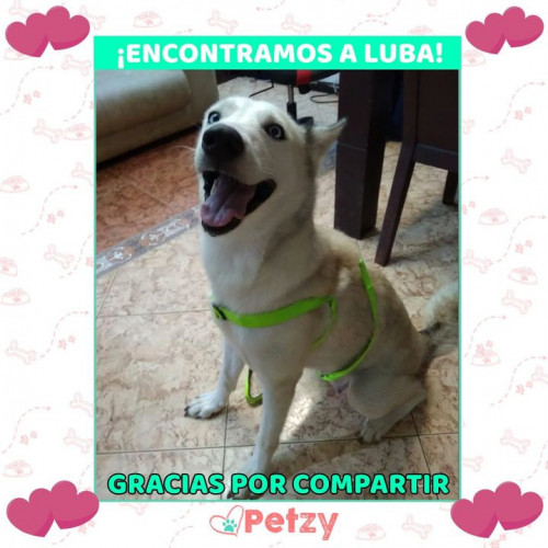 Foto de mascota Luba