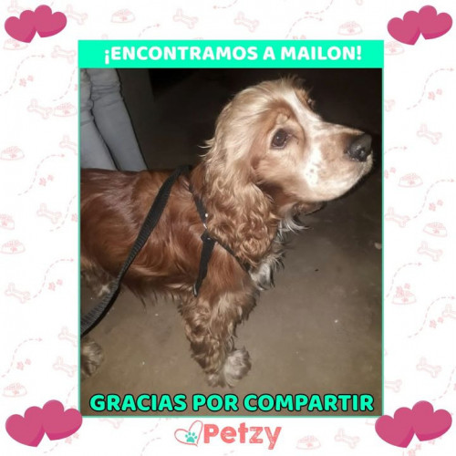 Foto de mascota Mailon
