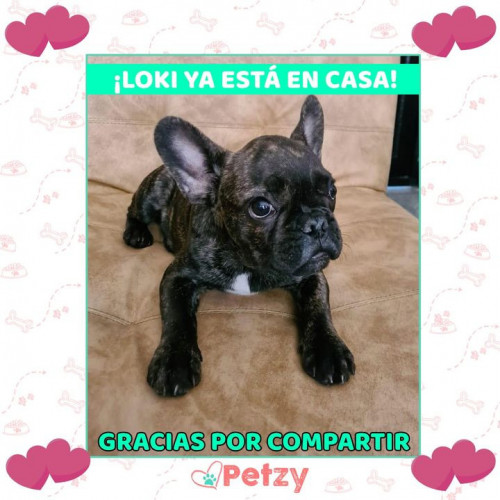 Foto de mascota Loki 