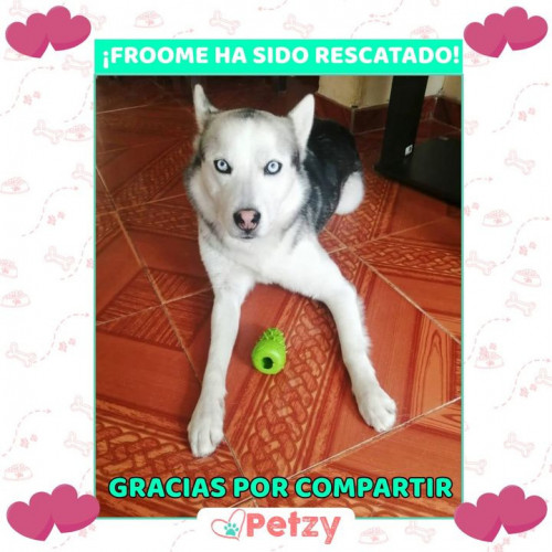 Foto de mascota Froome