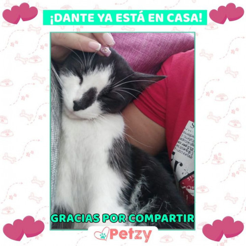 Foto de mascota Dante